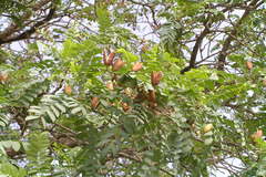 Chloroxylon swietenia